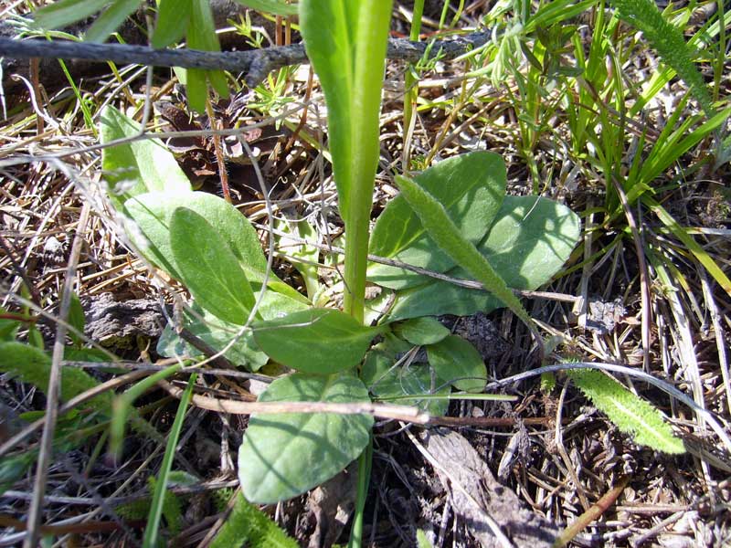 Image of Tephroseris integrifolia specimen.