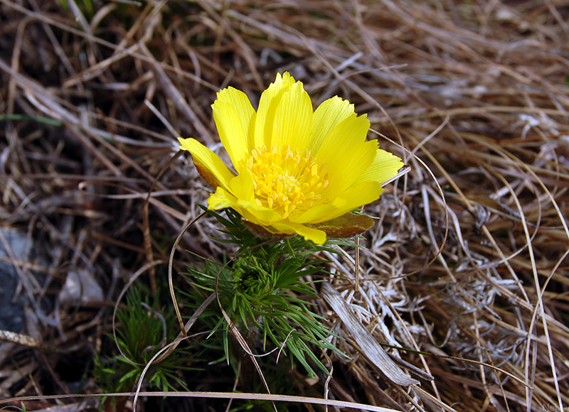 Image of Adonis vernalis specimen.