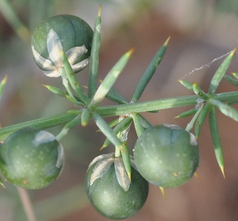 Изображение особи Asparagus aphyllus.