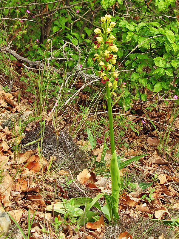 Image of Orchis &times; wulffiana specimen.