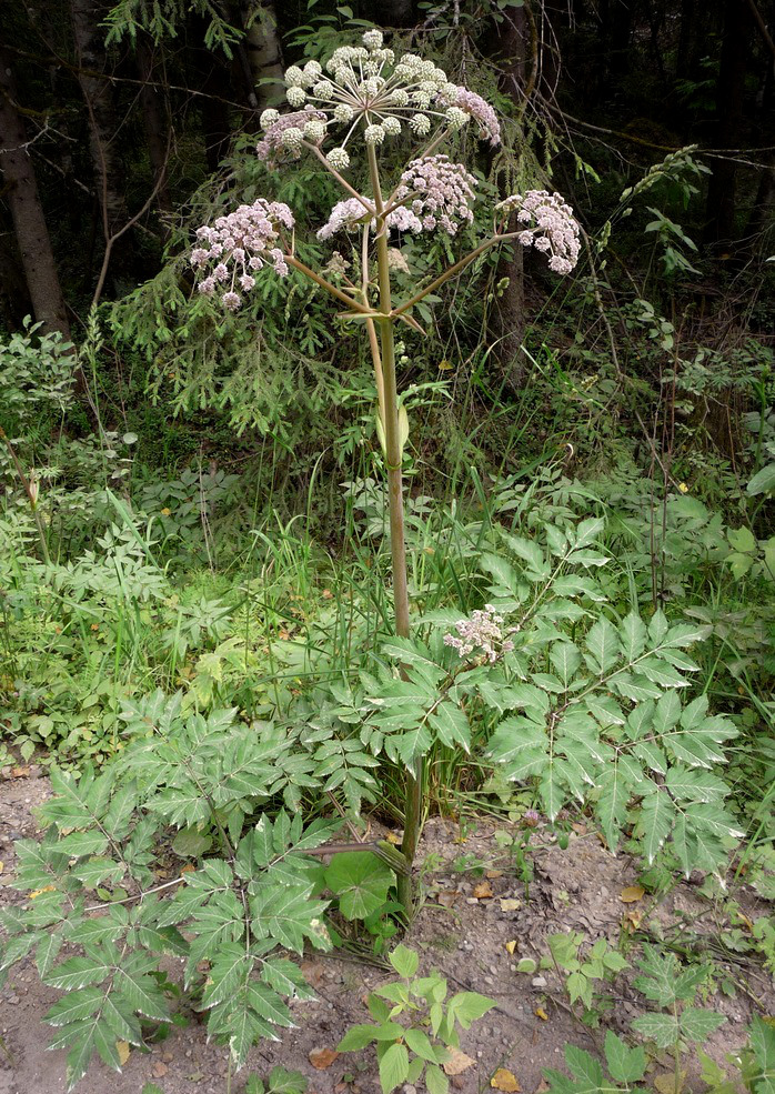 Изображение особи Angelica sylvestris.