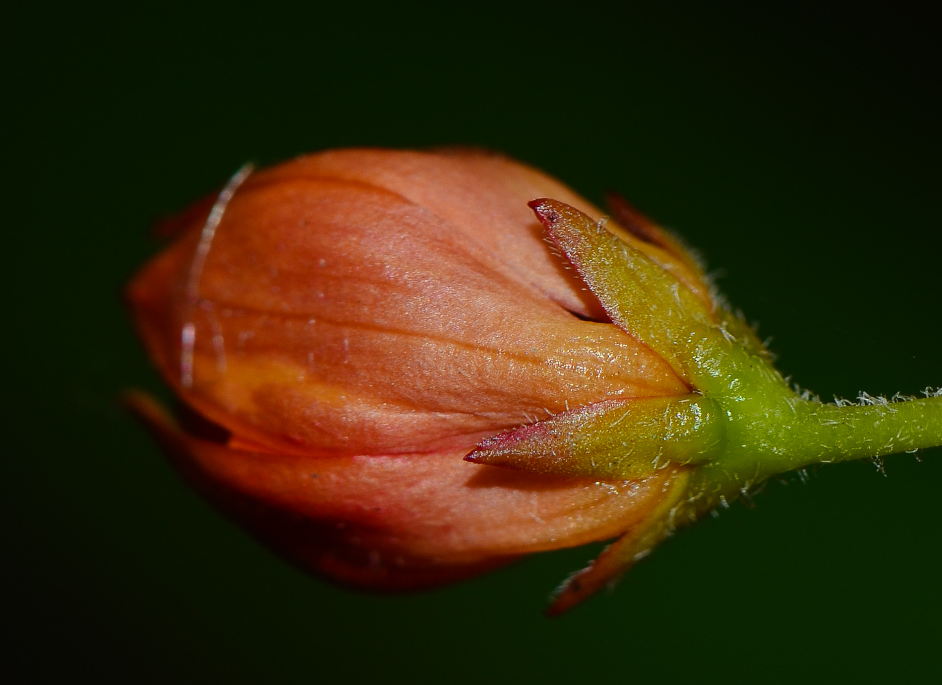 Image of Asclepias curassavica specimen.