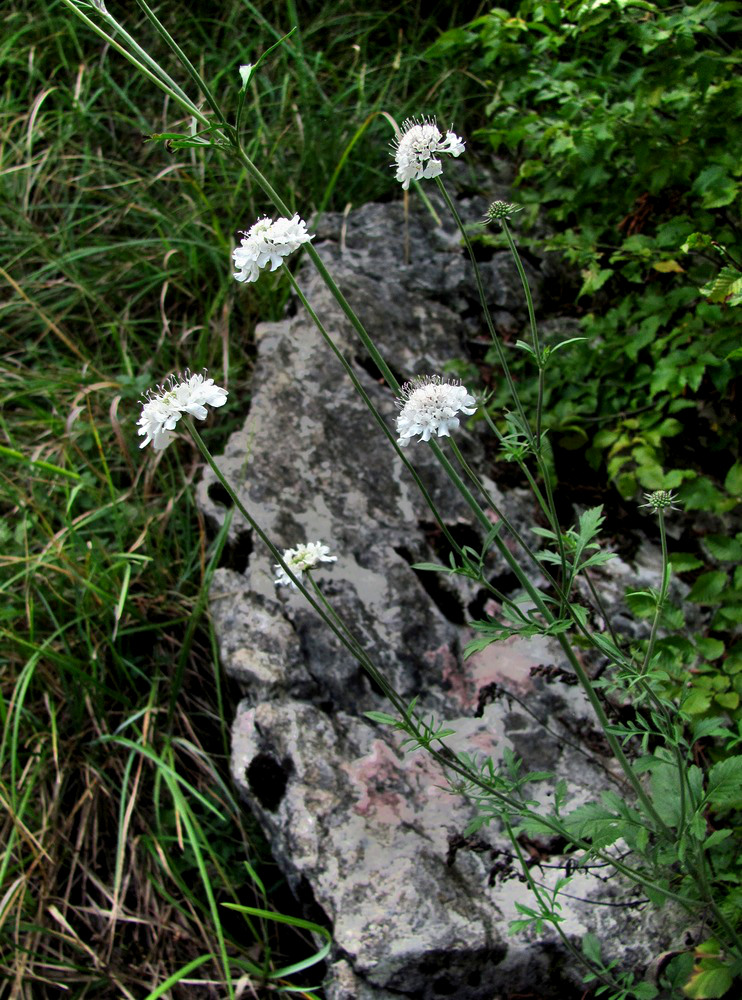 Image of Scabiosa bipinnata specimen.