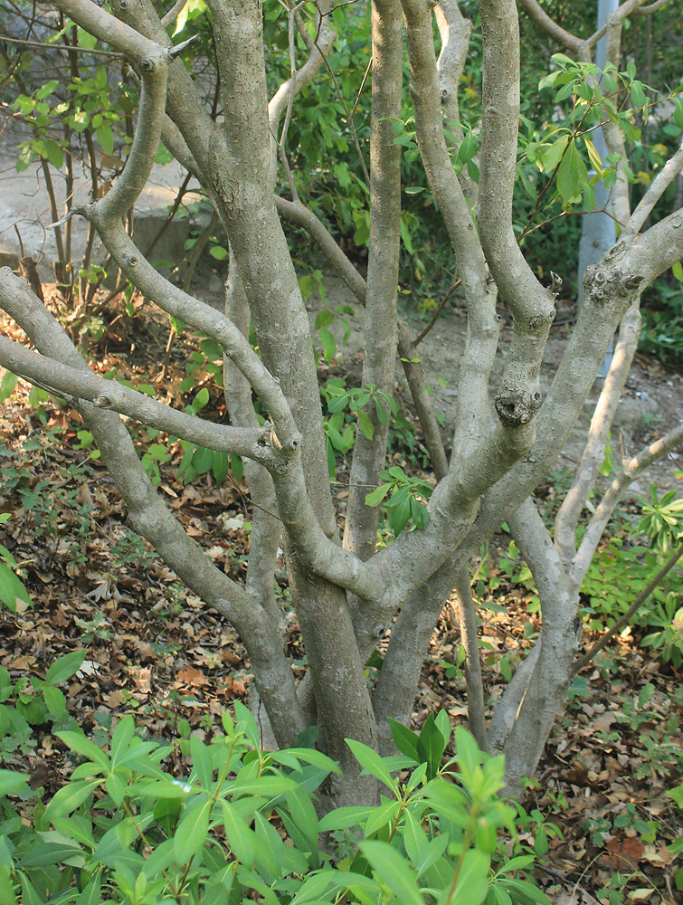 Image of Pittosporum heterophyllum specimen.