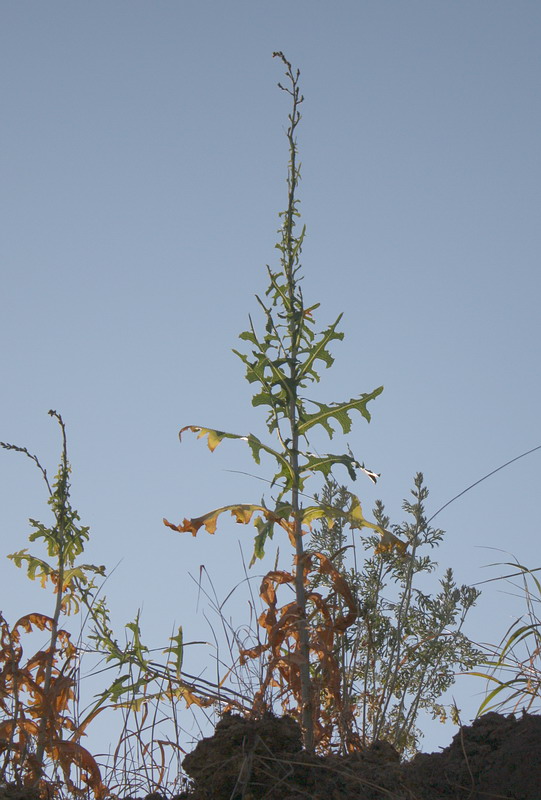 Image of Lactuca serriola specimen.