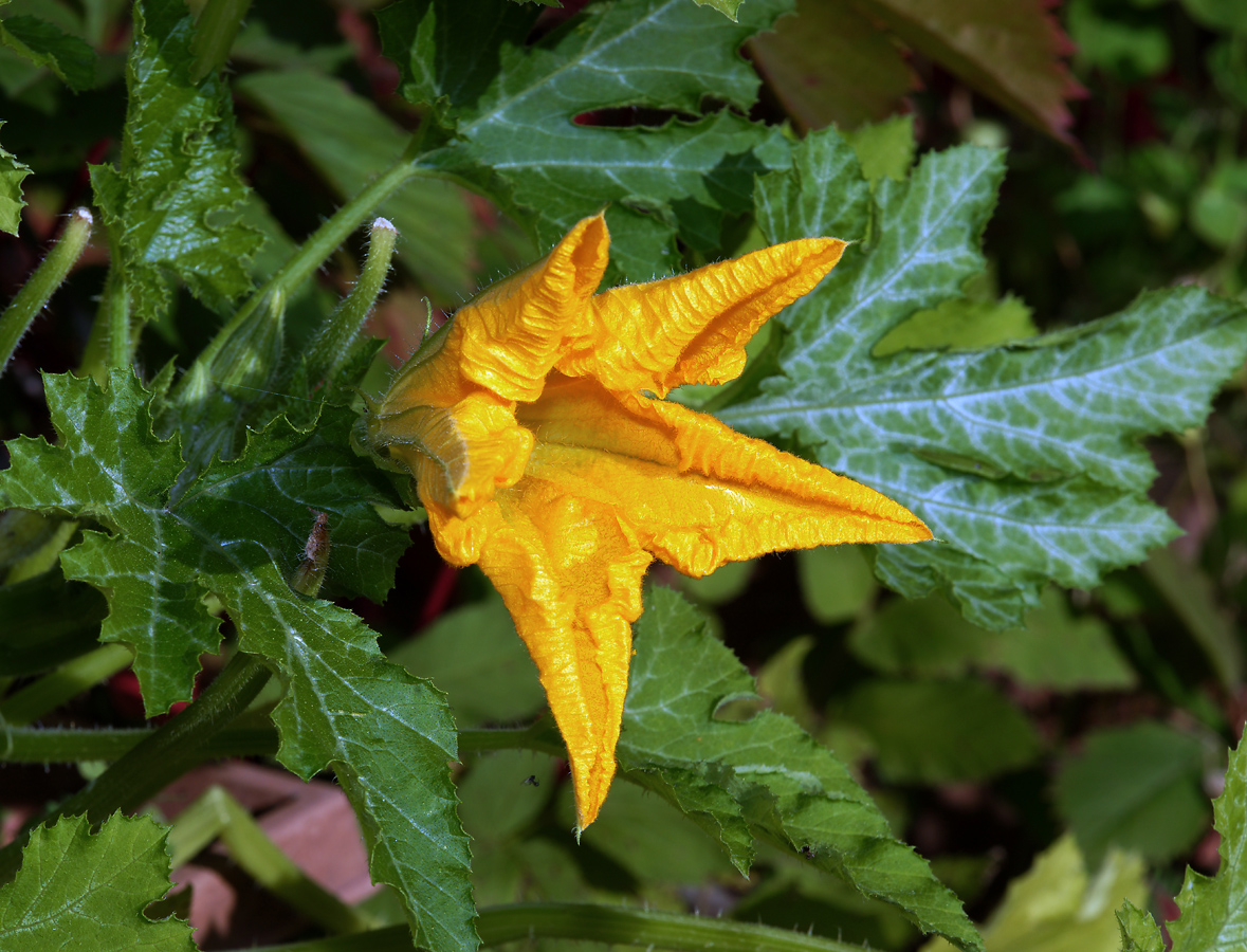 Image of Cucurbita pepo specimen.