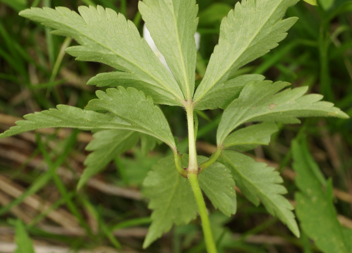 Image of Anemone umbrosa specimen.