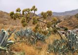 Agave americana. Отцветающее растение. Испания, Андалусия, провинция Малага, г. Антекера. Август 2015 г.