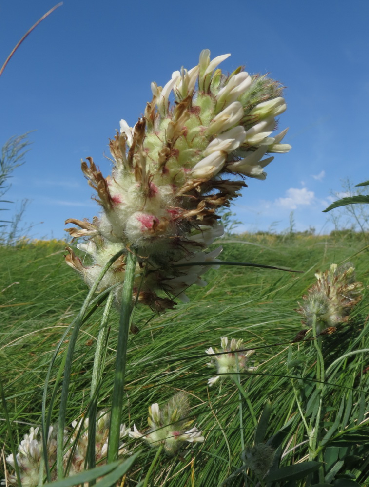 Изображение особи Astragalus kirilovii.