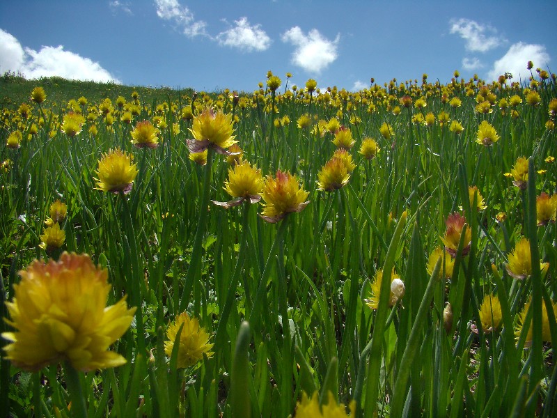 Image of Allium fedtschenkoanum specimen.