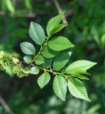 Ulmus pumila. Верхушка ветви с плодами и молодыми листьями. Иркутск, в озеленении. 25.05.2015.