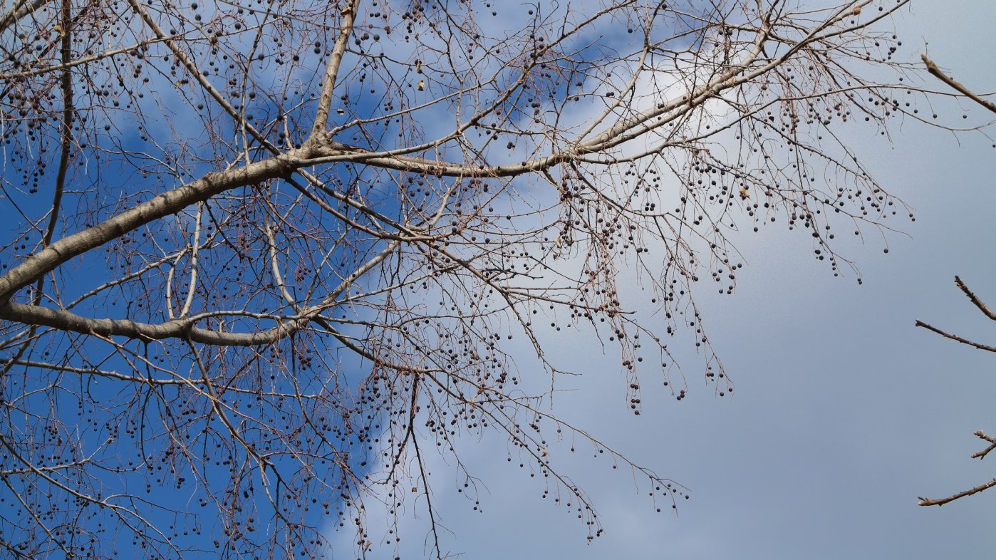 Image of genus Celtis specimen.