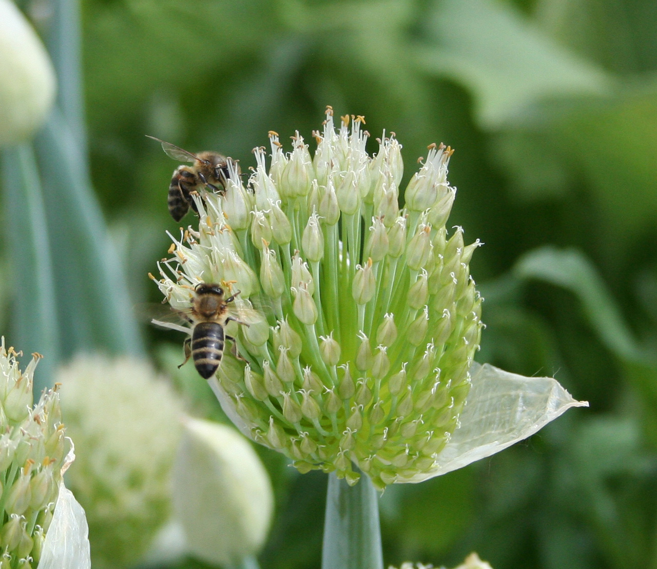 Изображение особи Allium fistulosum.