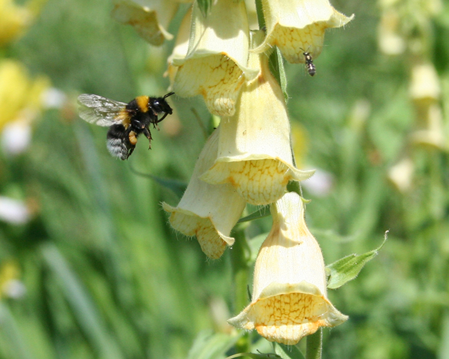 Image of Digitalis grandiflora specimen.