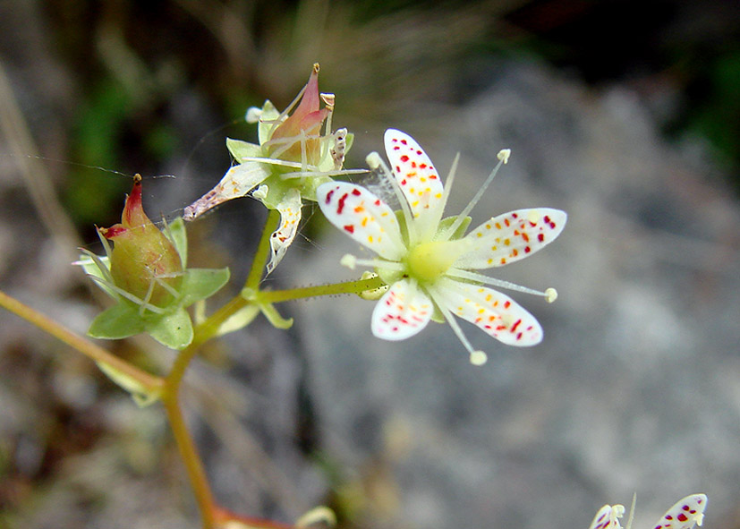 Image of Saxifraga spinulosa specimen.