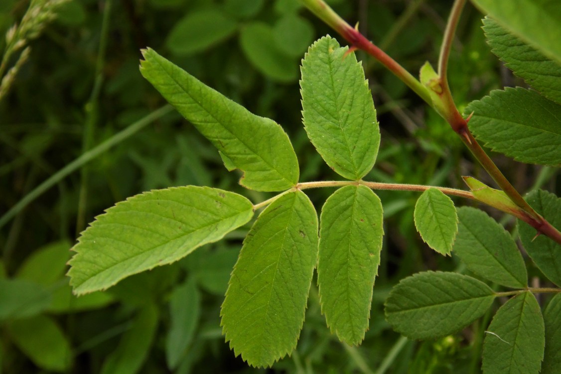 Image of Rosa cinnamomea specimen.