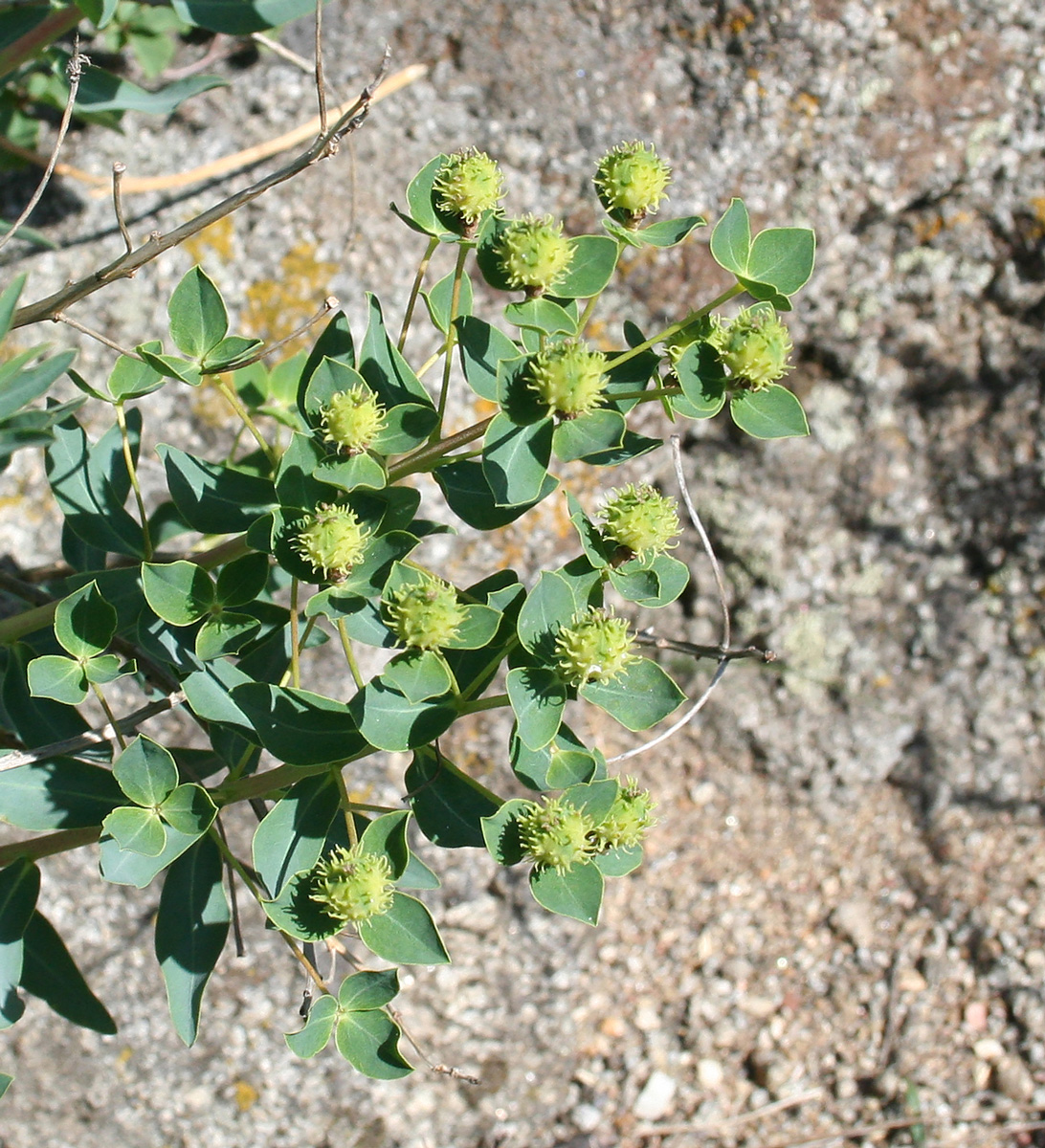 Image of Euphorbia macrorhiza specimen.