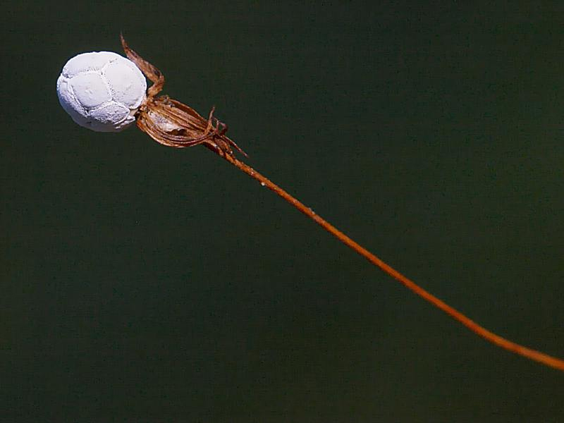 Image of Trientalis europaea specimen.