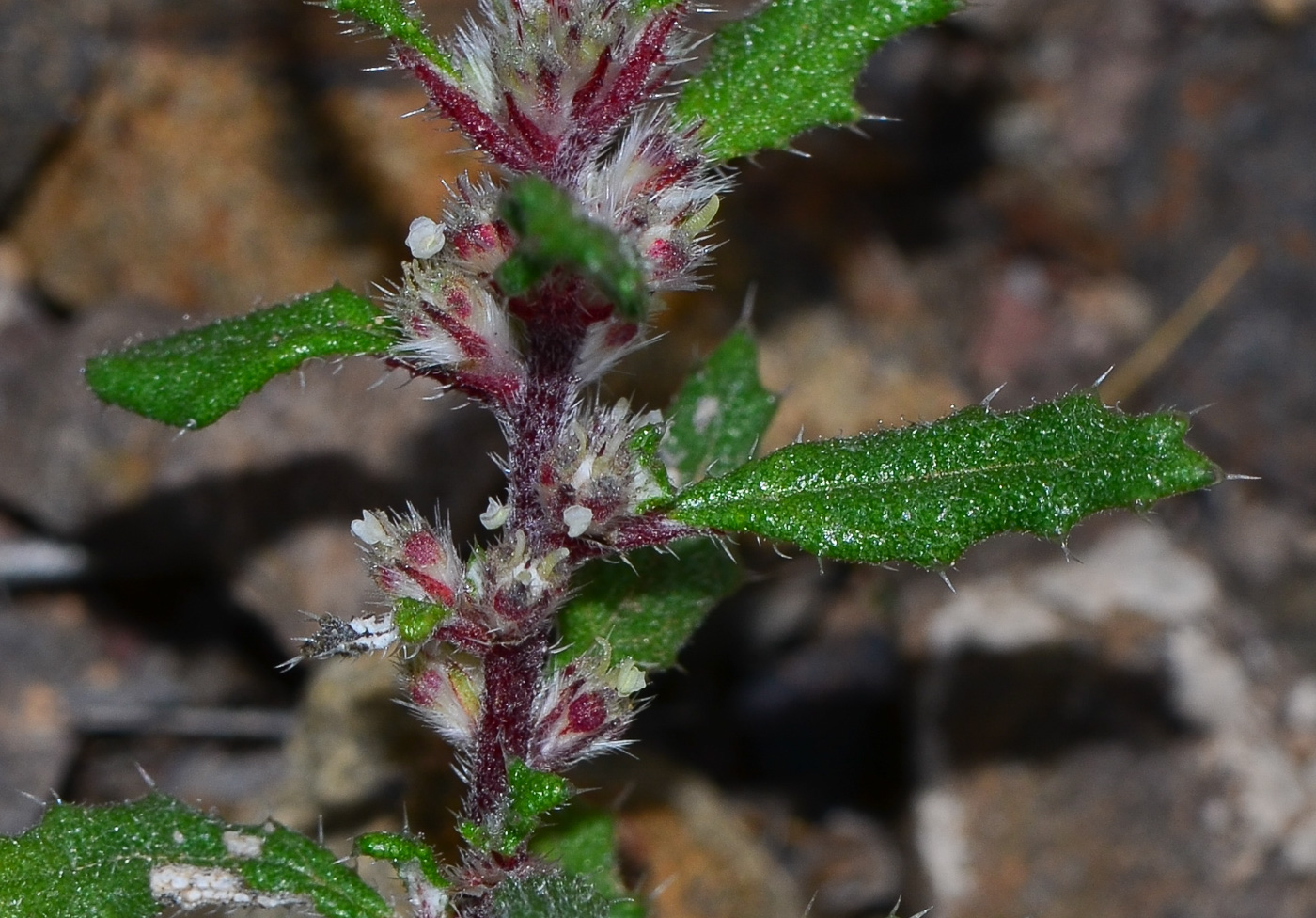 Image of Forsskaolea angustifolia specimen.