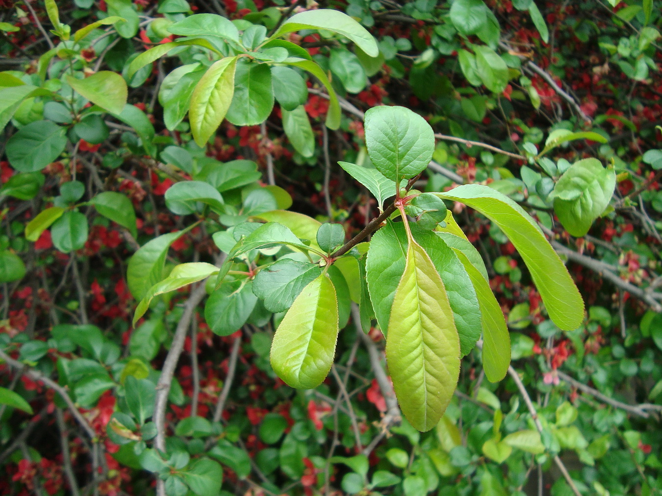 Image of Chaenomeles speciosa specimen.