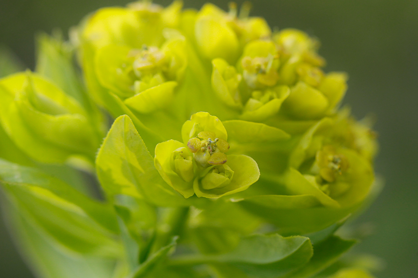 Image of Euphorbia semivillosa specimen.