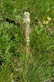 Asphodeline taurica