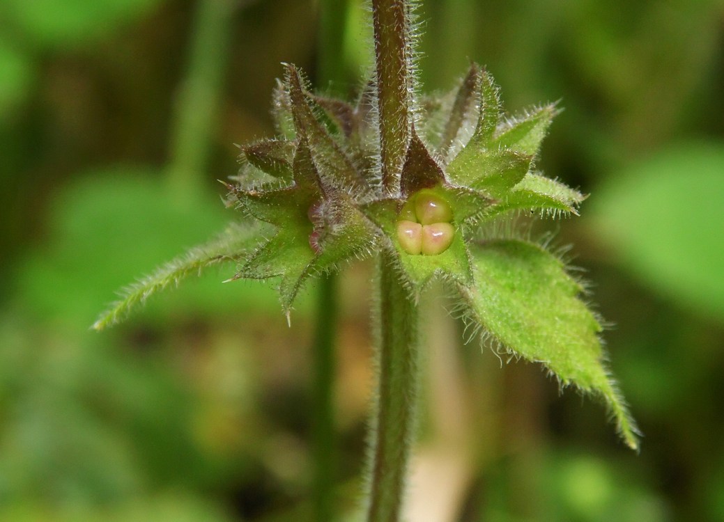 Image of Stachys sylvatica specimen.