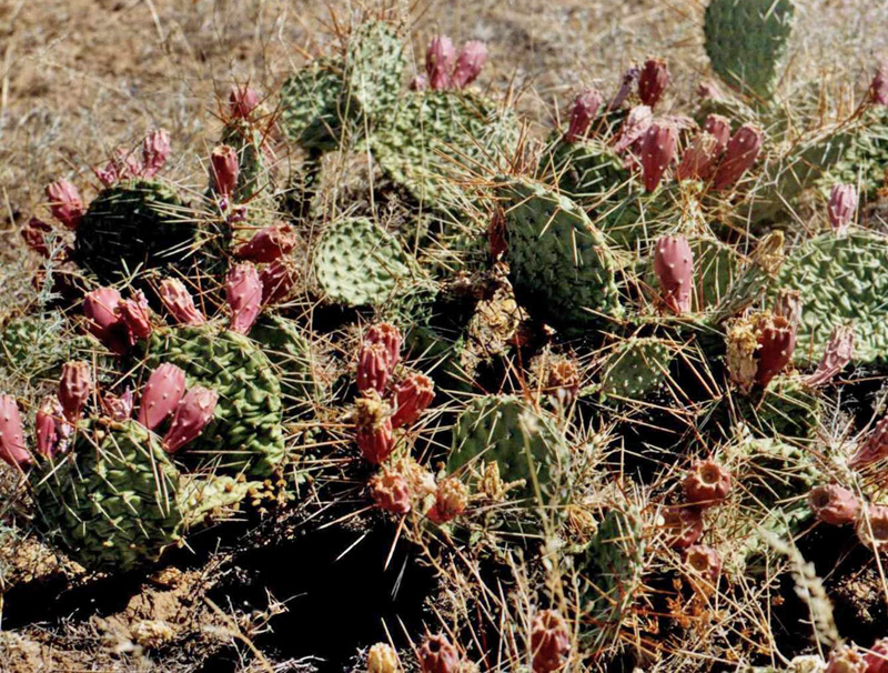 Изображение особи Opuntia tortispina.