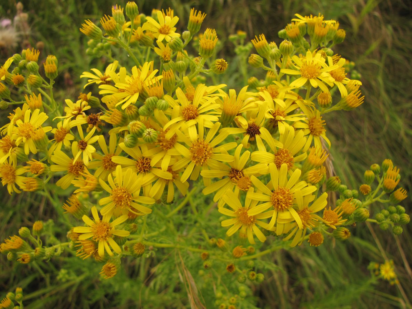 Изображение особи Senecio borysthenicus.