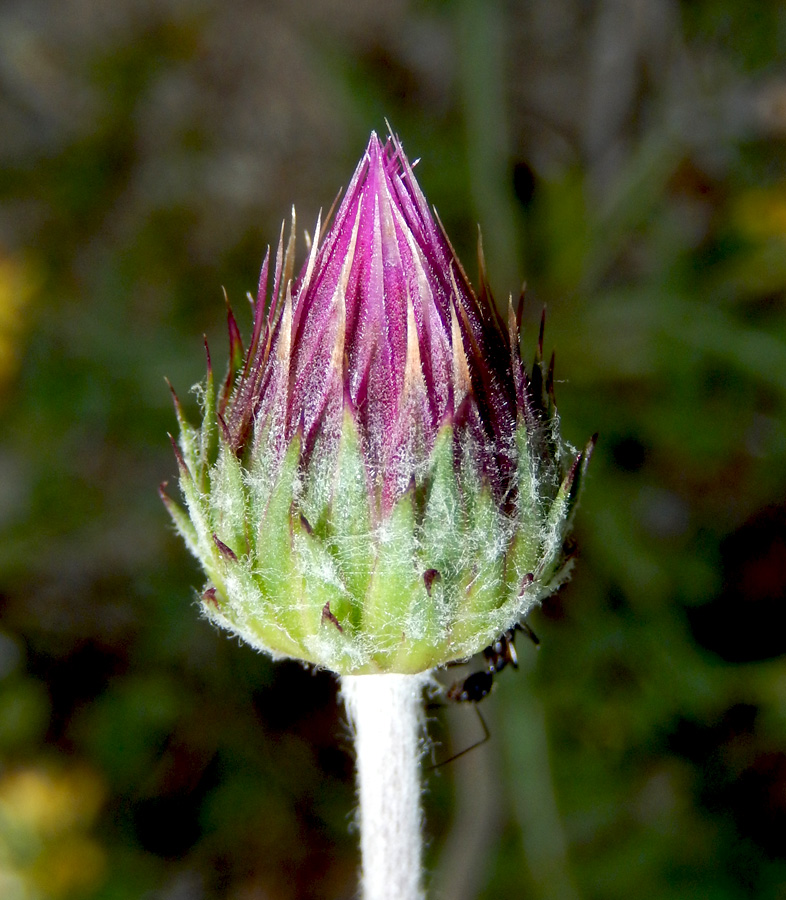 Image of Jurinea blanda specimen.