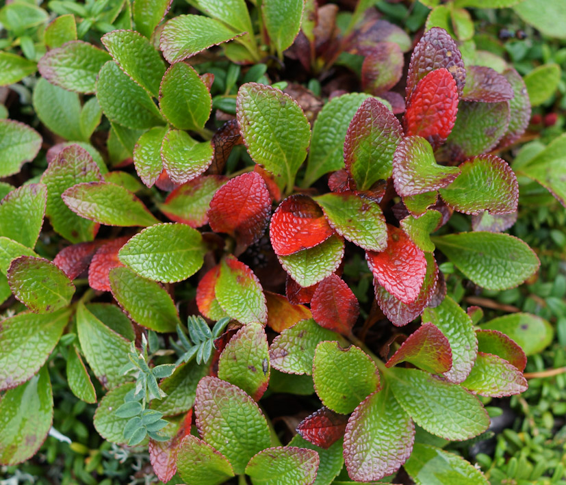 Image of Arctous erythrocarpa specimen.