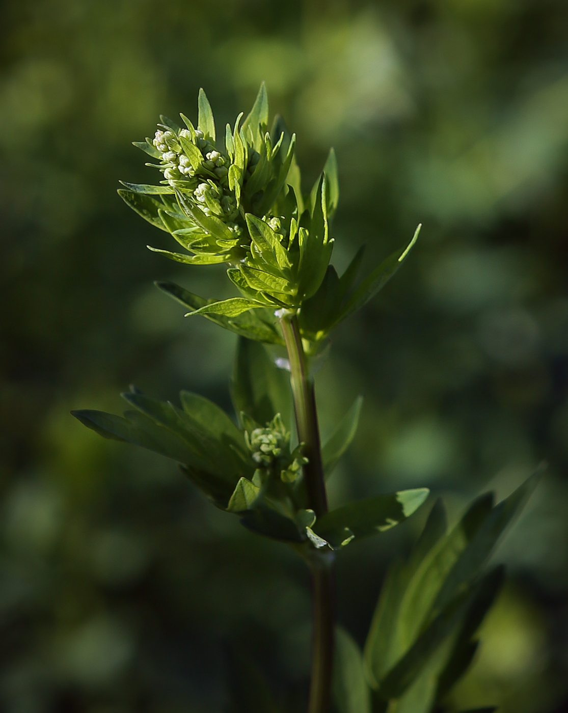 Image of Thalictrum flavum specimen.