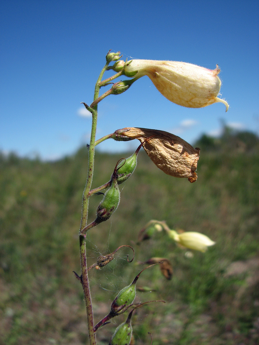 Изображение особи Digitalis grandiflora.