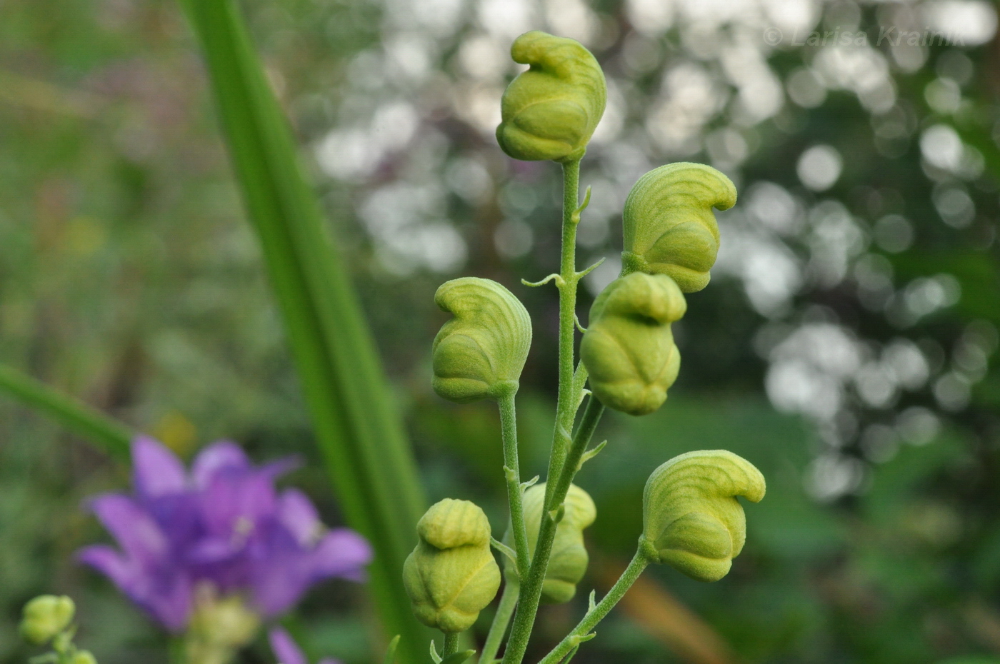 Изображение особи Aconitum coreanum.