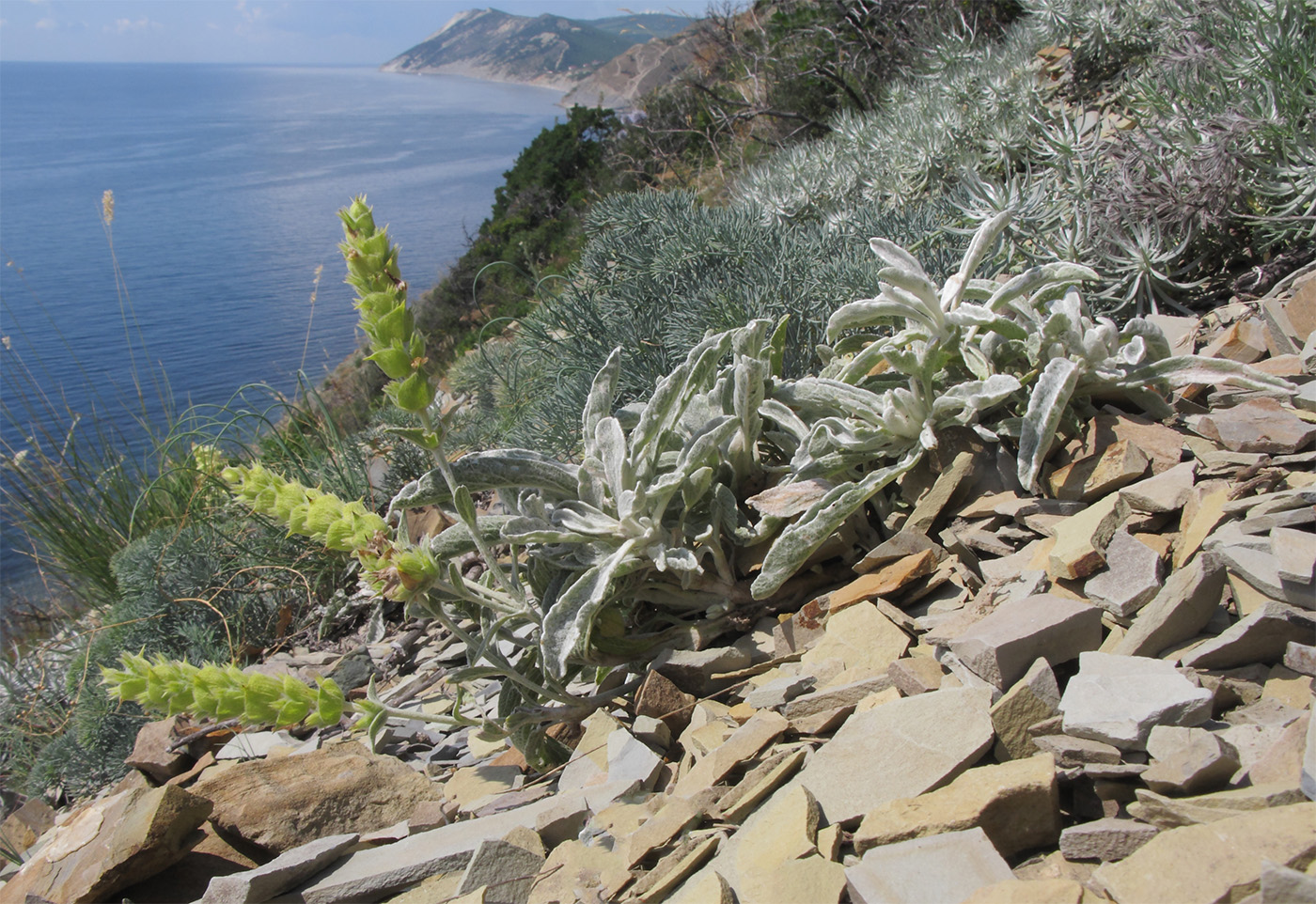 Image of Sideritis euxina specimen.