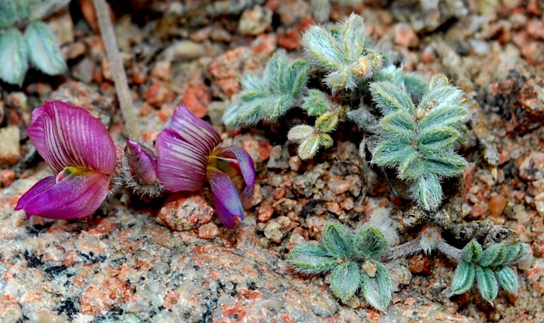 Image of Oxytropis jucunda specimen.