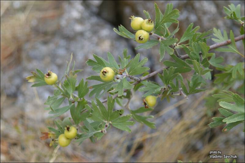 Изображение особи Crataegus pojarkovae.