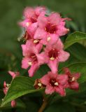 genus Weigela