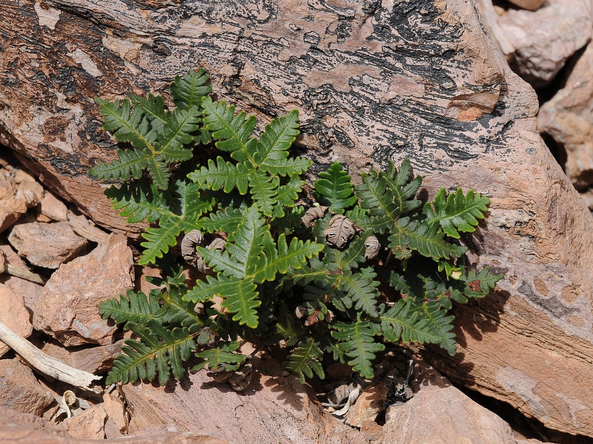 Изображение особи Notholaena standleyi.