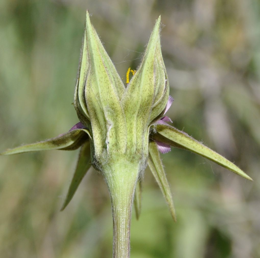 Изображение особи Tragopogon australis.