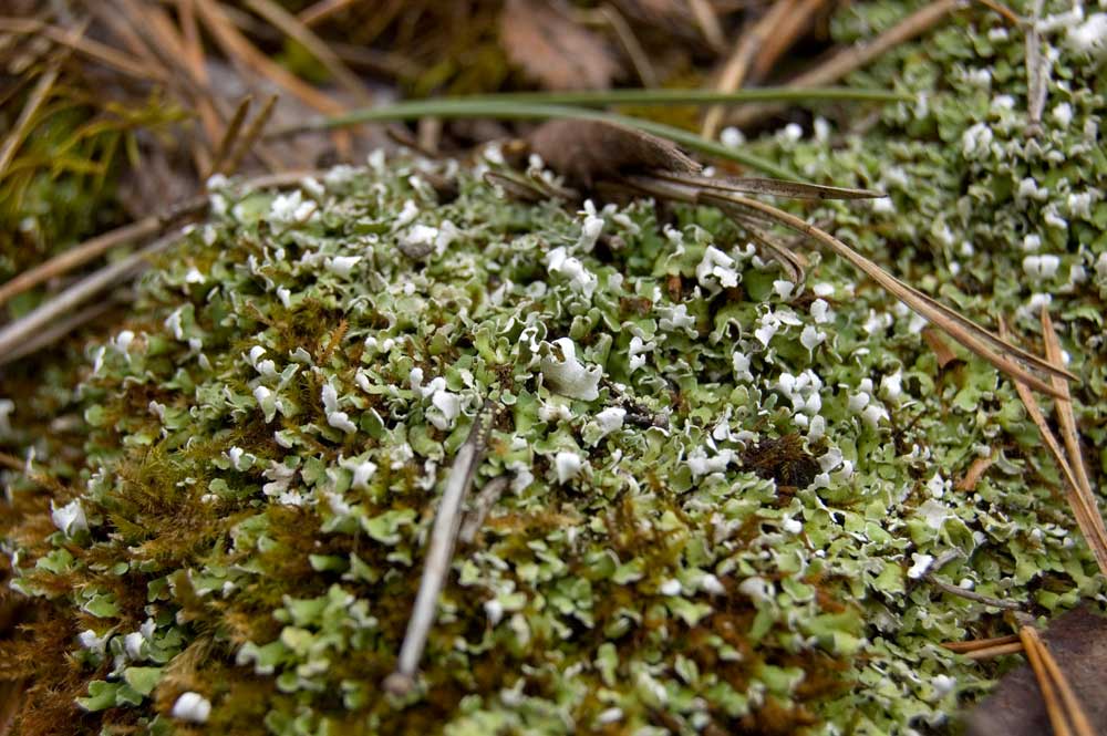 Image of genus Cladonia specimen.