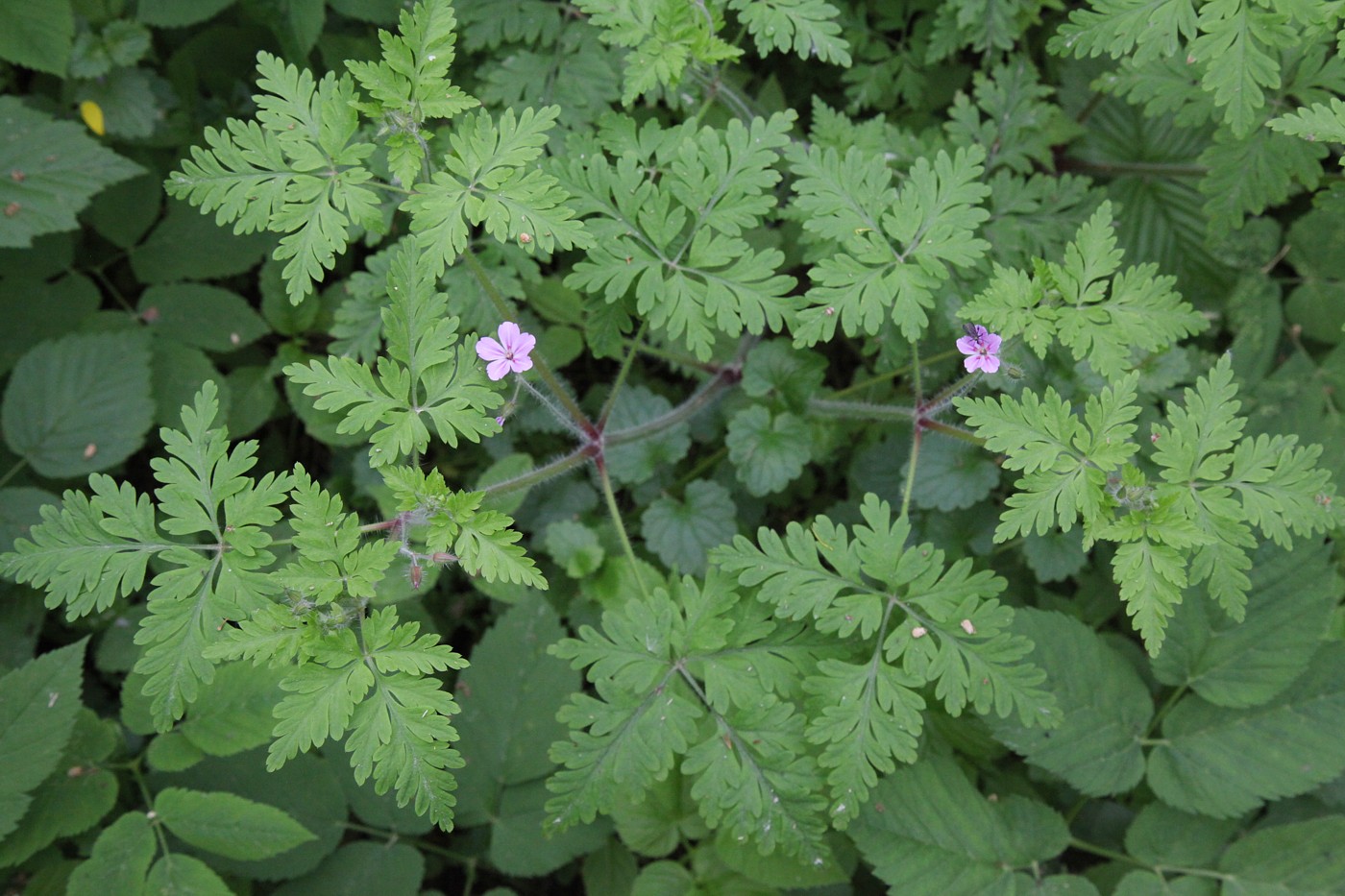 Image of Geranium robertianum specimen.