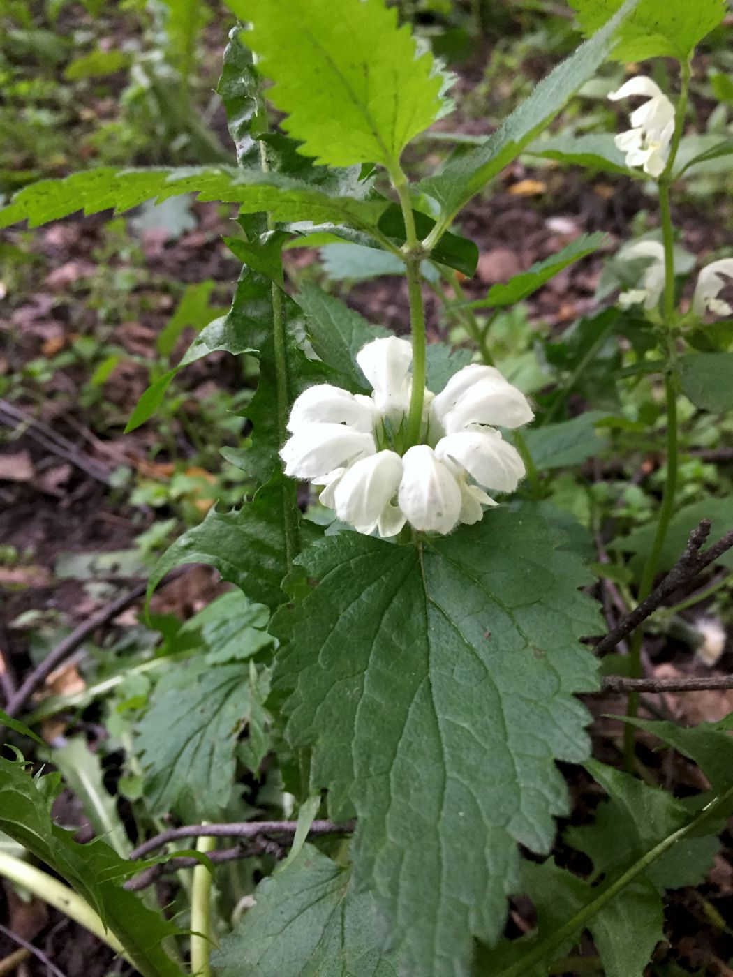 Image of Lamium album specimen.