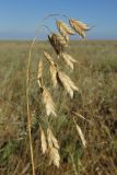 Bromus squarrosus. Сухое соплодие. Крым, Керченский п-ов, окр. мыса Чауда, опустыненная степь. 21 июля 2017 г.