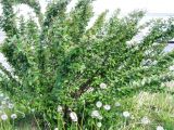 Cotoneaster lucidus. Зацветающее растение. Волгоград, Набережная, газон. 19.05.2017.