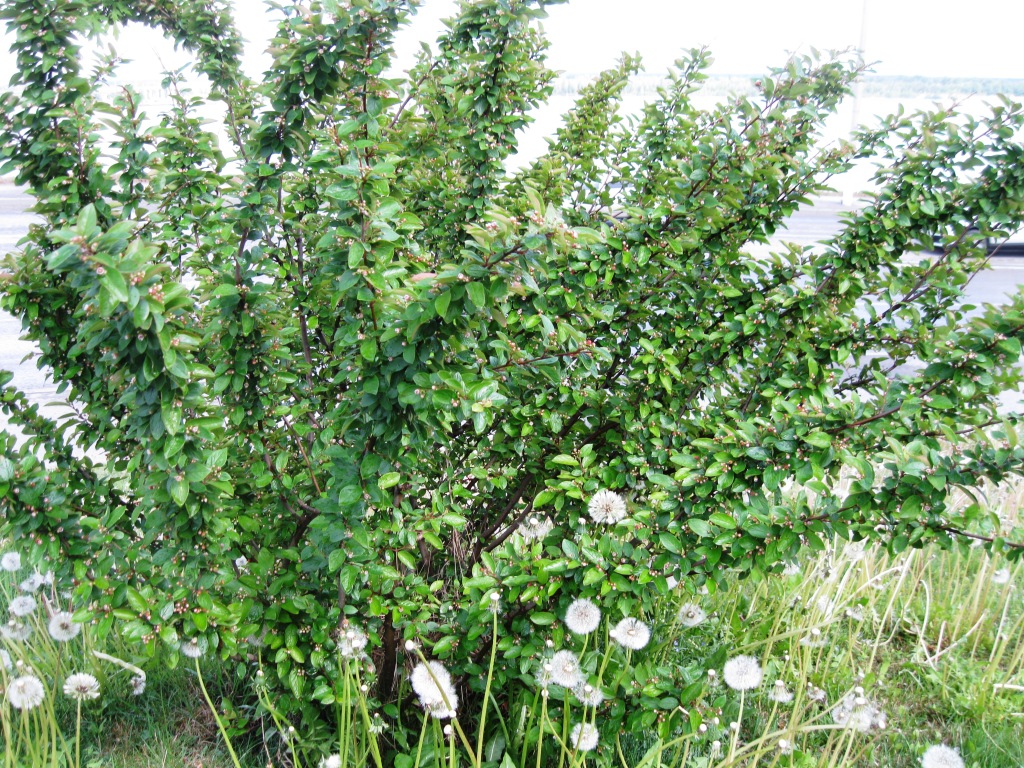 Image of Cotoneaster lucidus specimen.