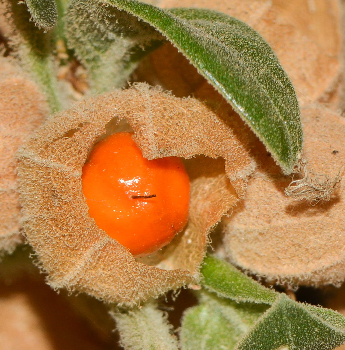 Image of Withania somnifera specimen.