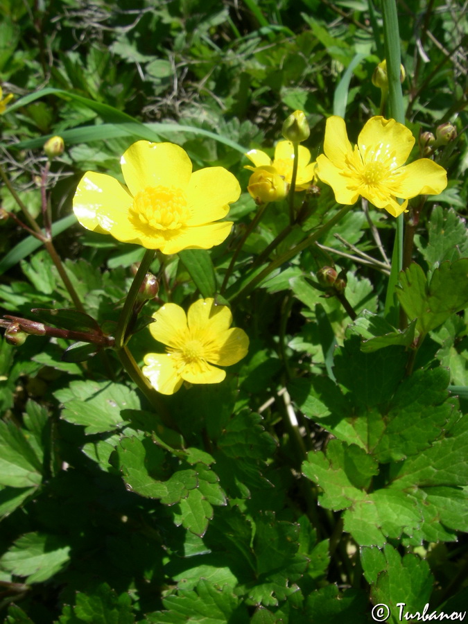 Image of Ranunculus repens specimen.