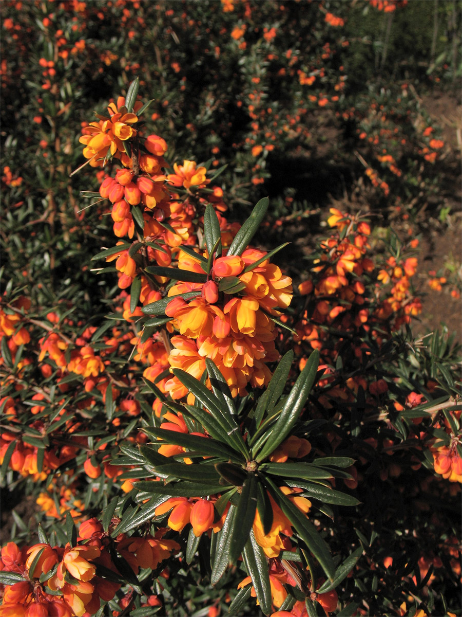 Image of Berberis trigona specimen.