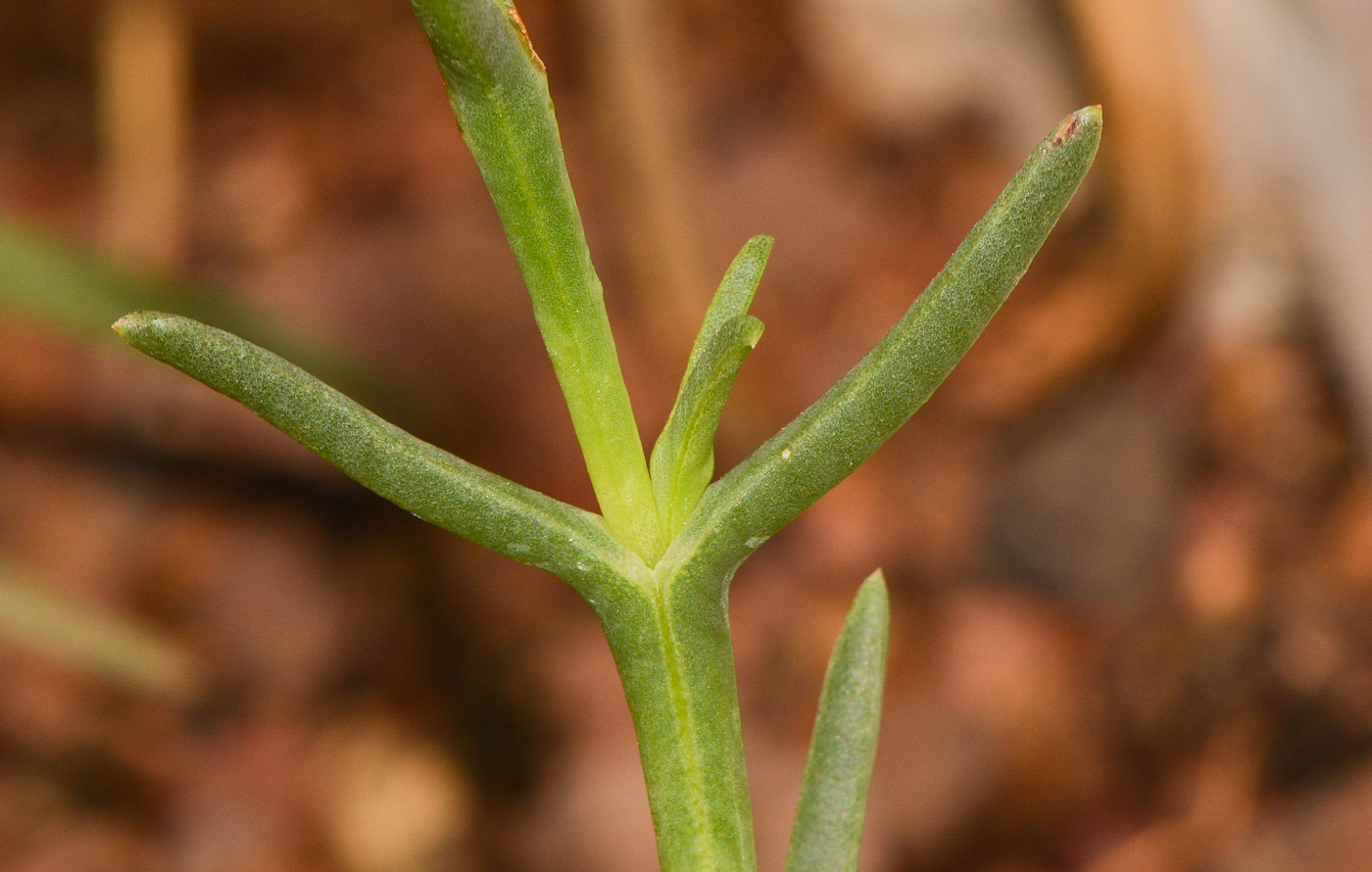 Image of Delosperma luteum specimen.